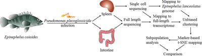 Full-Length Transcriptome: A Reliable Alternative for Single-Cell RNA-Seq Analysis in the Spleen of Teleost Without Reference Genome